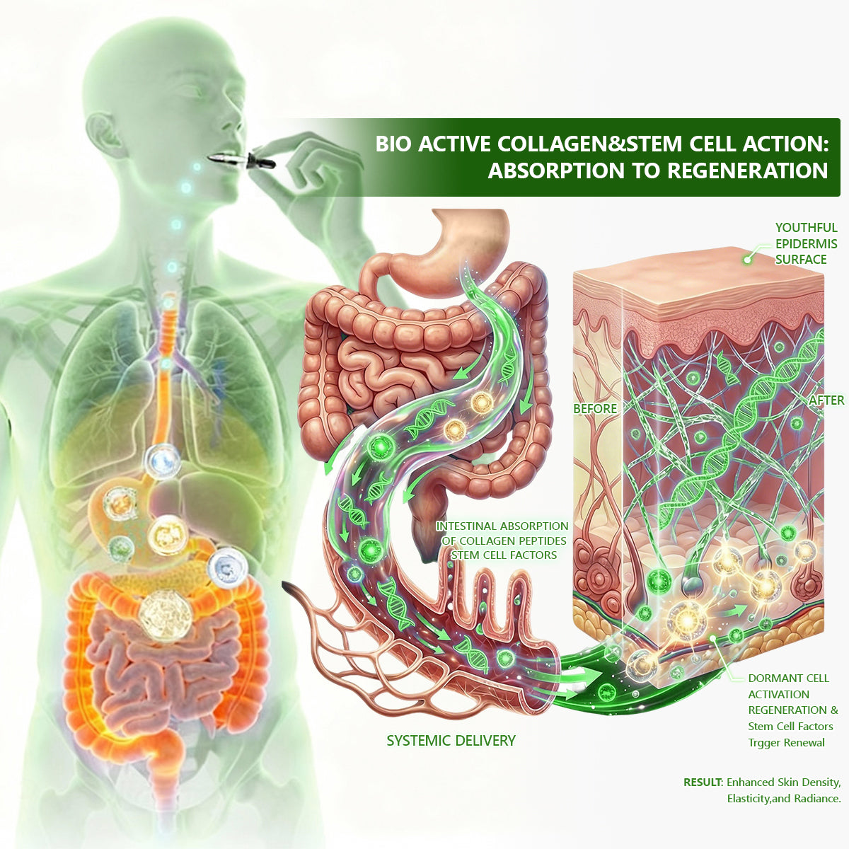 Exclusive Edition • Officially Authorised UK Release🔥|𝗟𝗼𝒕𝗺𝒂𝒚® 𝗬𝗼𝘂𝘁𝗵𝗚𝐥𝗼𝘄 𝗦𝘁𝗲𝗺 𝗖𝗲𝐥𝗹 𝗖𝗼𝗹𝐥𝗮𝗴𝗲𝗻 𝗗𝗿𝗼𝗽𝘀 💞 (𝑳𝒊𝒇𝒕 & 𝑭𝒊𝒓𝒎 𝑺𝒂𝒈𝒈𝒊𝒏𝒈 𝑺𝒌𝒊𝒏 & 𝑹𝒆𝒅𝒖𝒄𝒆 𝑾𝒓𝒊𝒏𝒌𝒍𝒆 𝑭𝒐𝒓𝒎𝒂𝒕𝒊𝒐𝒏)🔥🔥